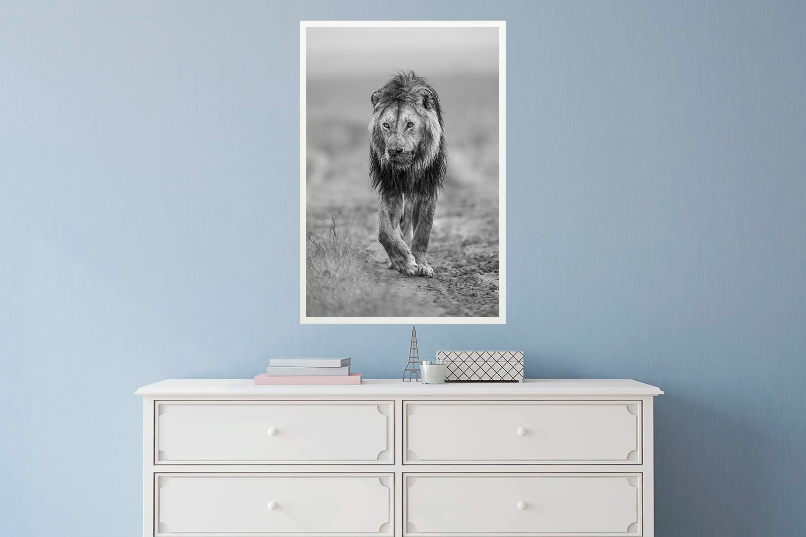 León moviéndose al amanecer B/N