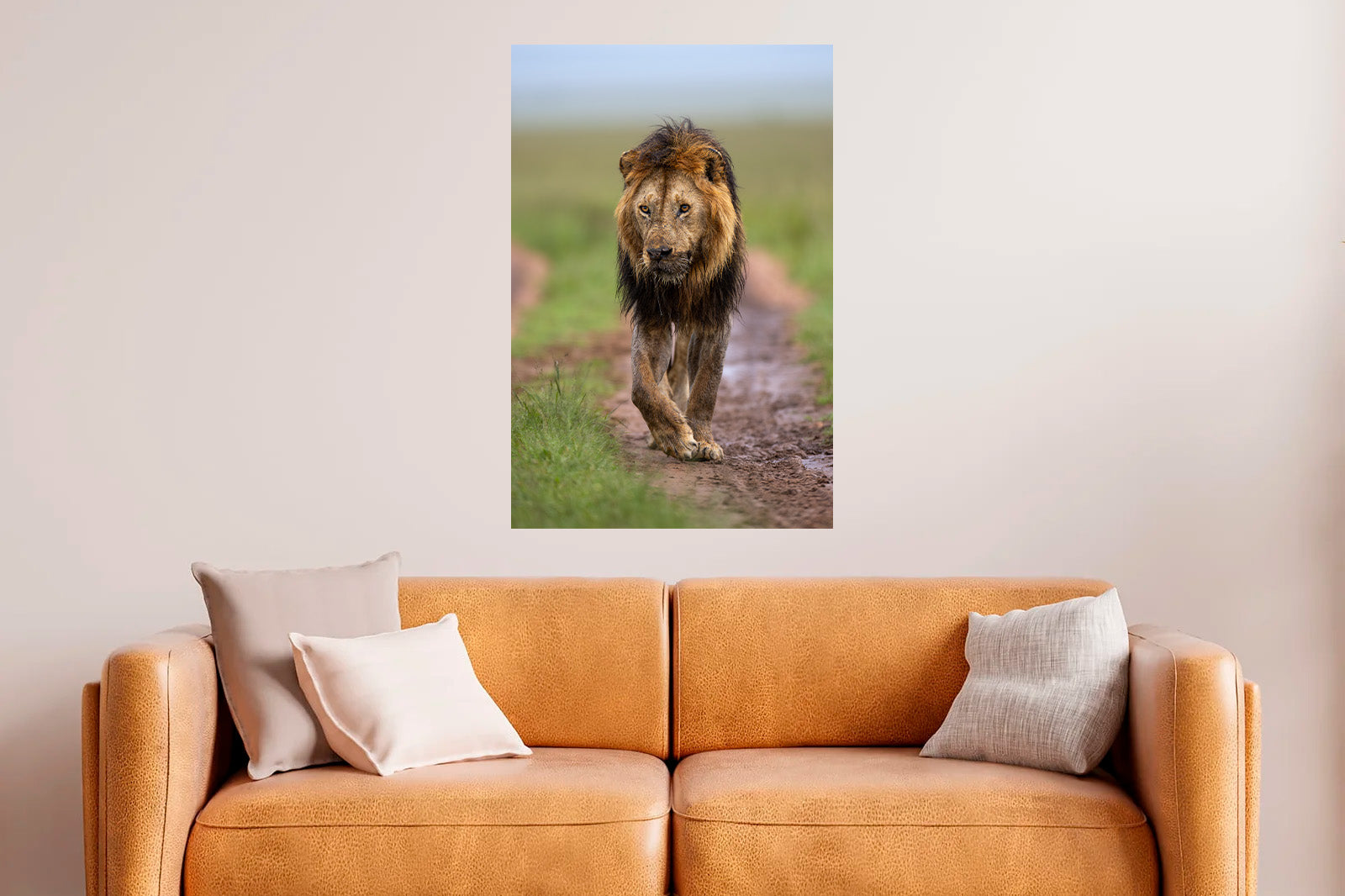 León moviéndose al amanecer