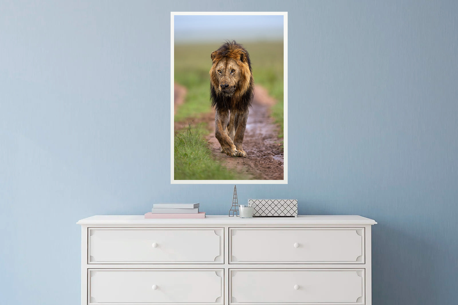 León moviéndose al amanecer