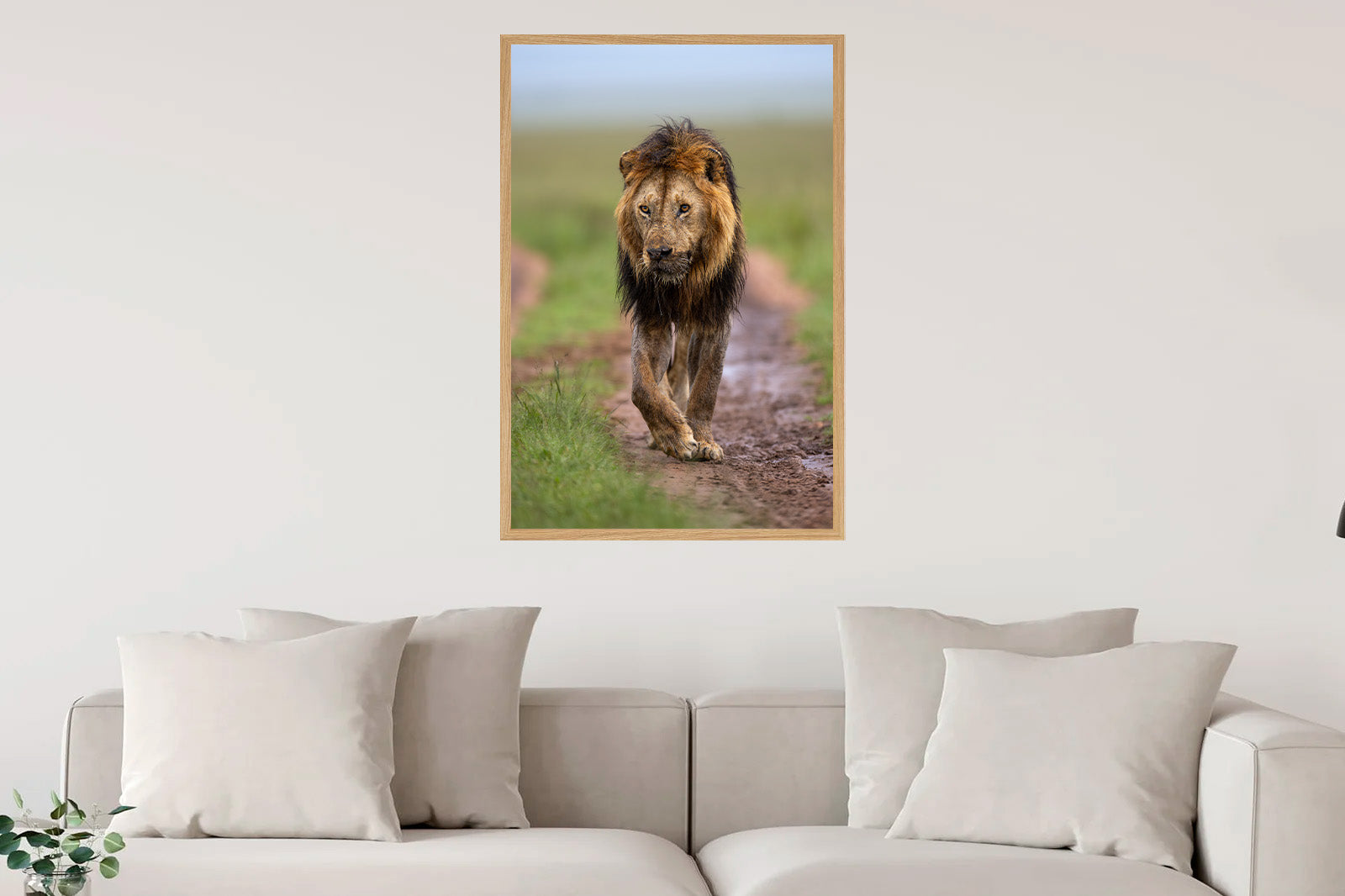 León moviéndose al amanecer