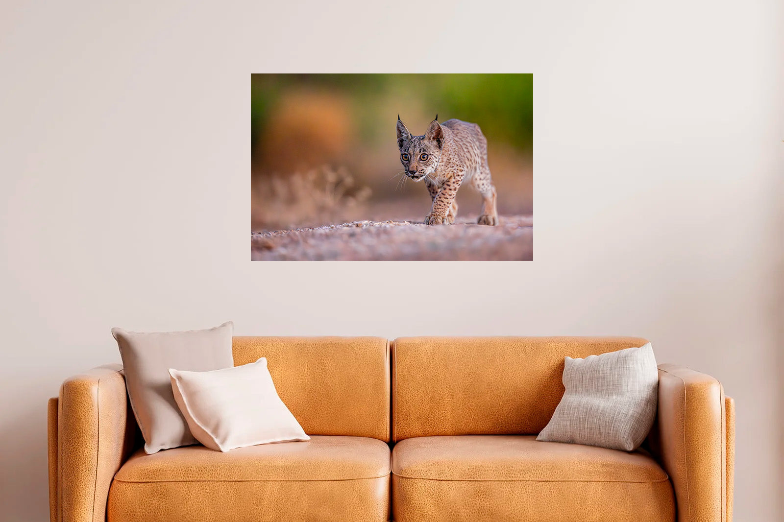 Cachorro de lince moviéndose sigiloso al amanecer