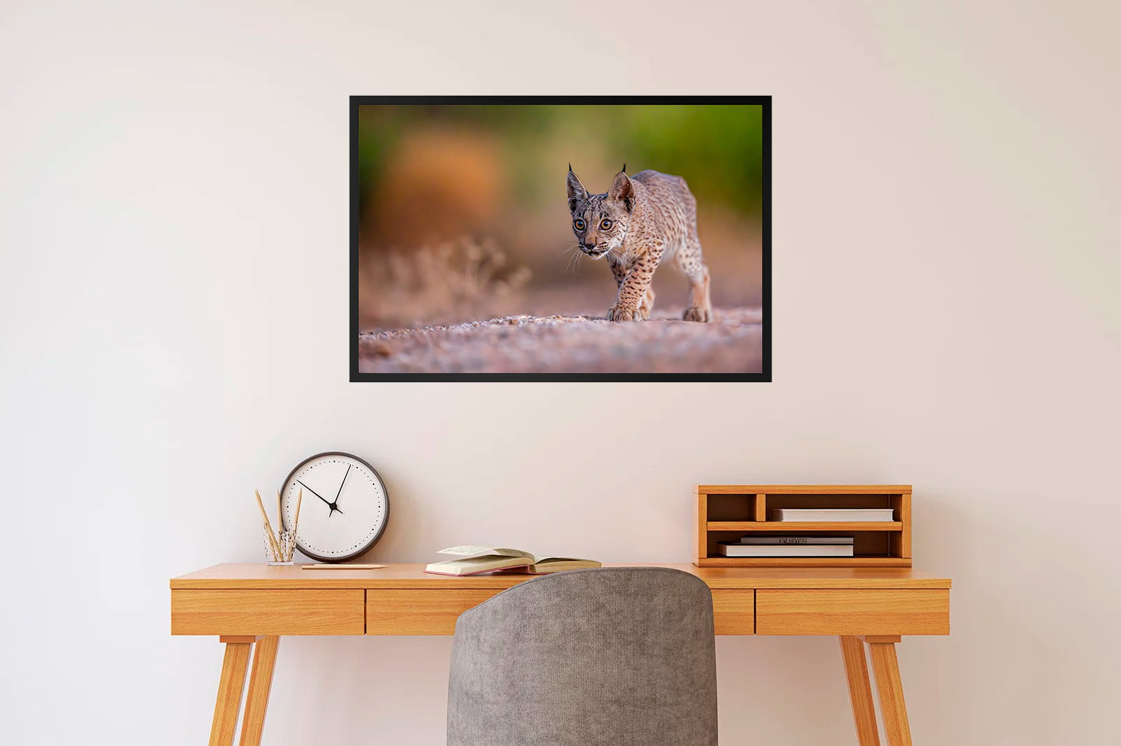 Cachorro de lince moviéndose sigiloso al amanecer