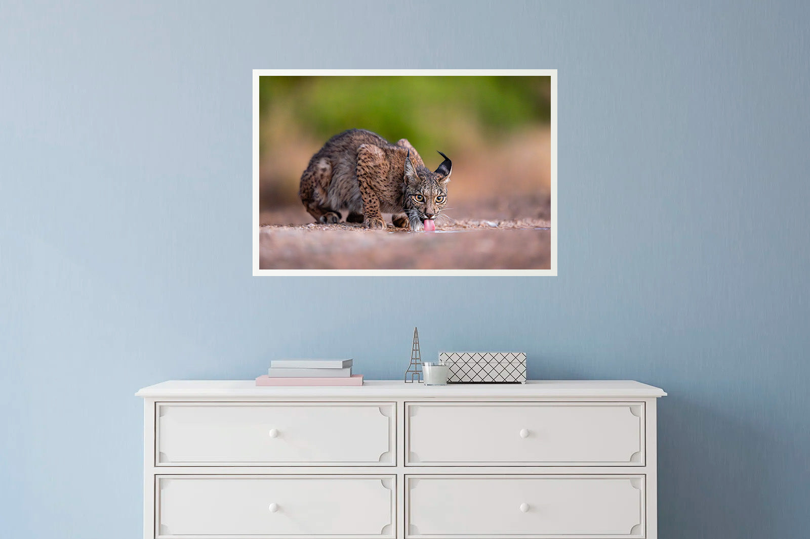 Lince bebiendo agua al amanecer