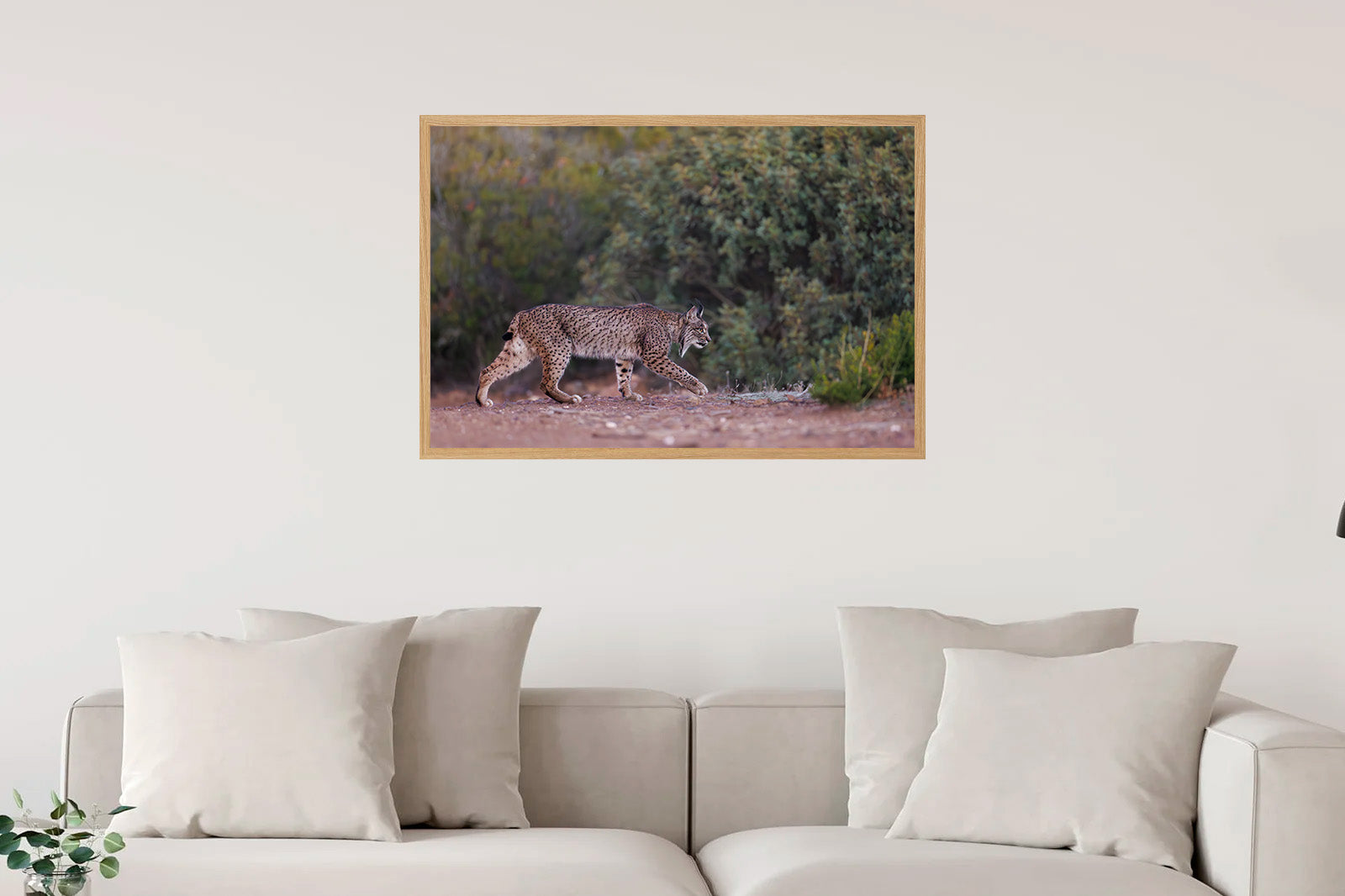 Lince caminando sigiloso