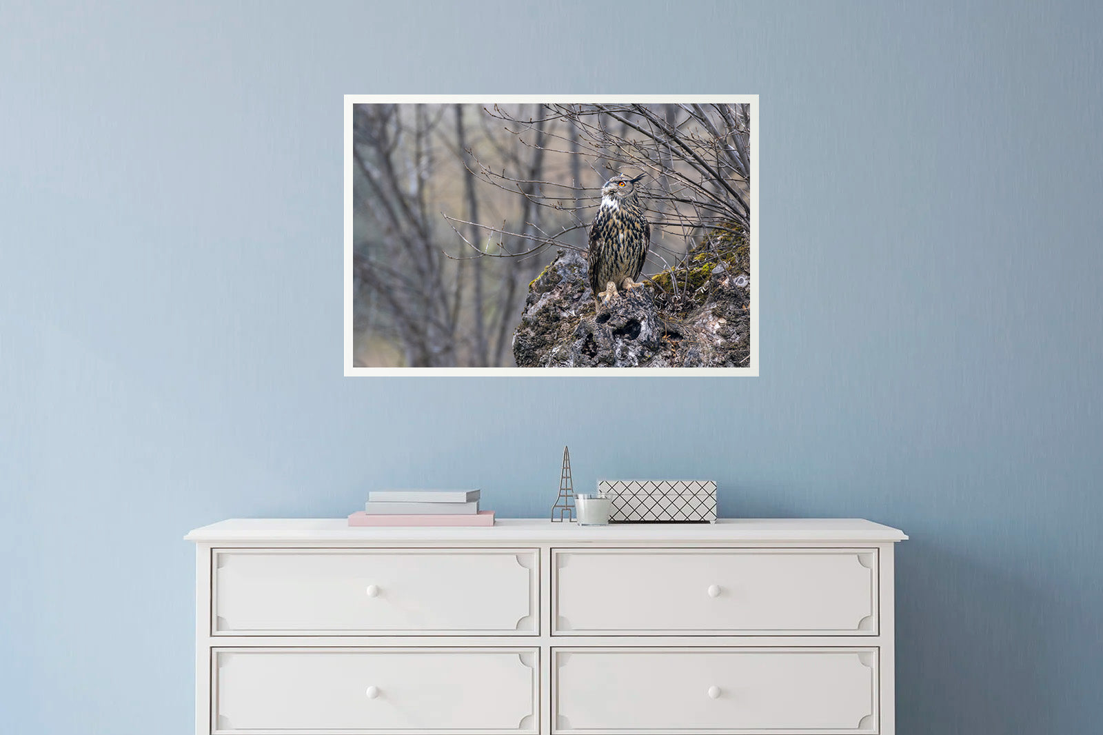 Búho real observando al cielo