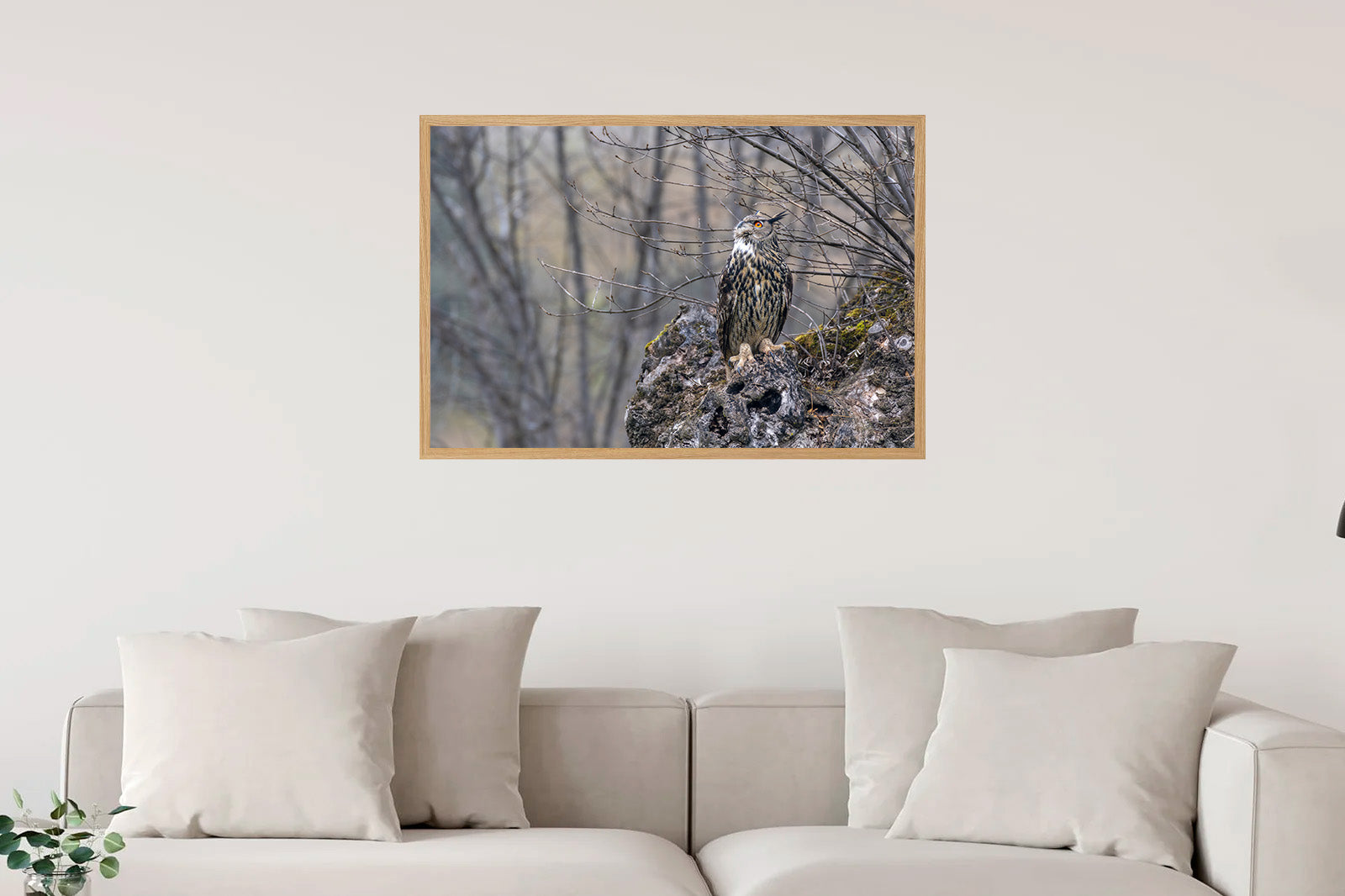 Búho real observando al cielo