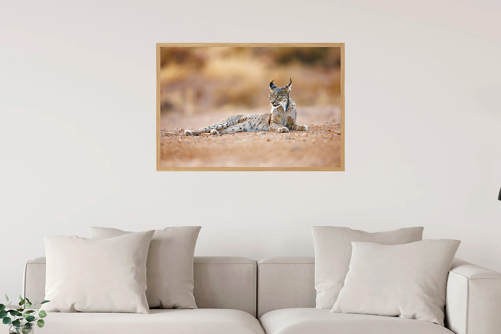 Lince ibérico tumbado con mirada lateral