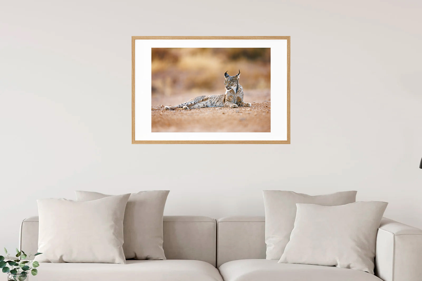 Cachorro en la sombra mirando de lado