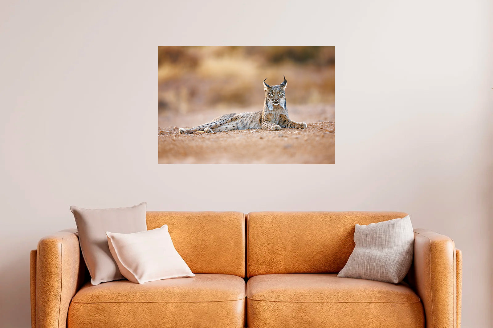 Lince ibérico tumbado con mirada frontal