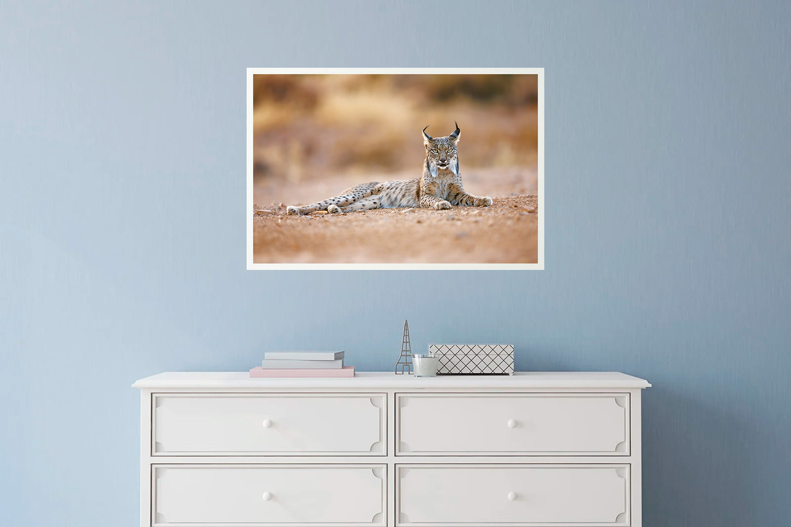 Lince ibérico tumbado con mirada frontal