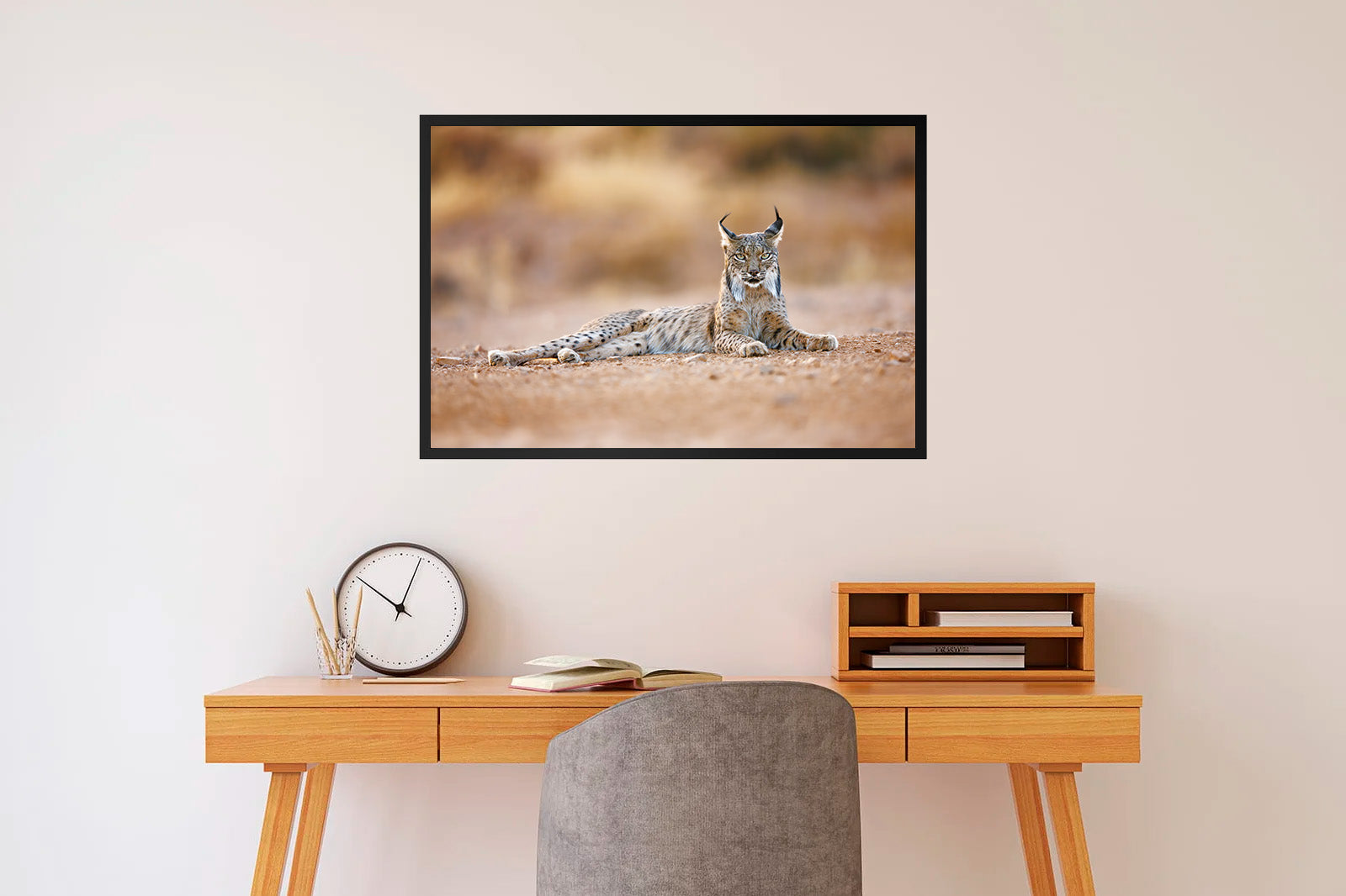 Lince ibérico tumbado con mirada frontal