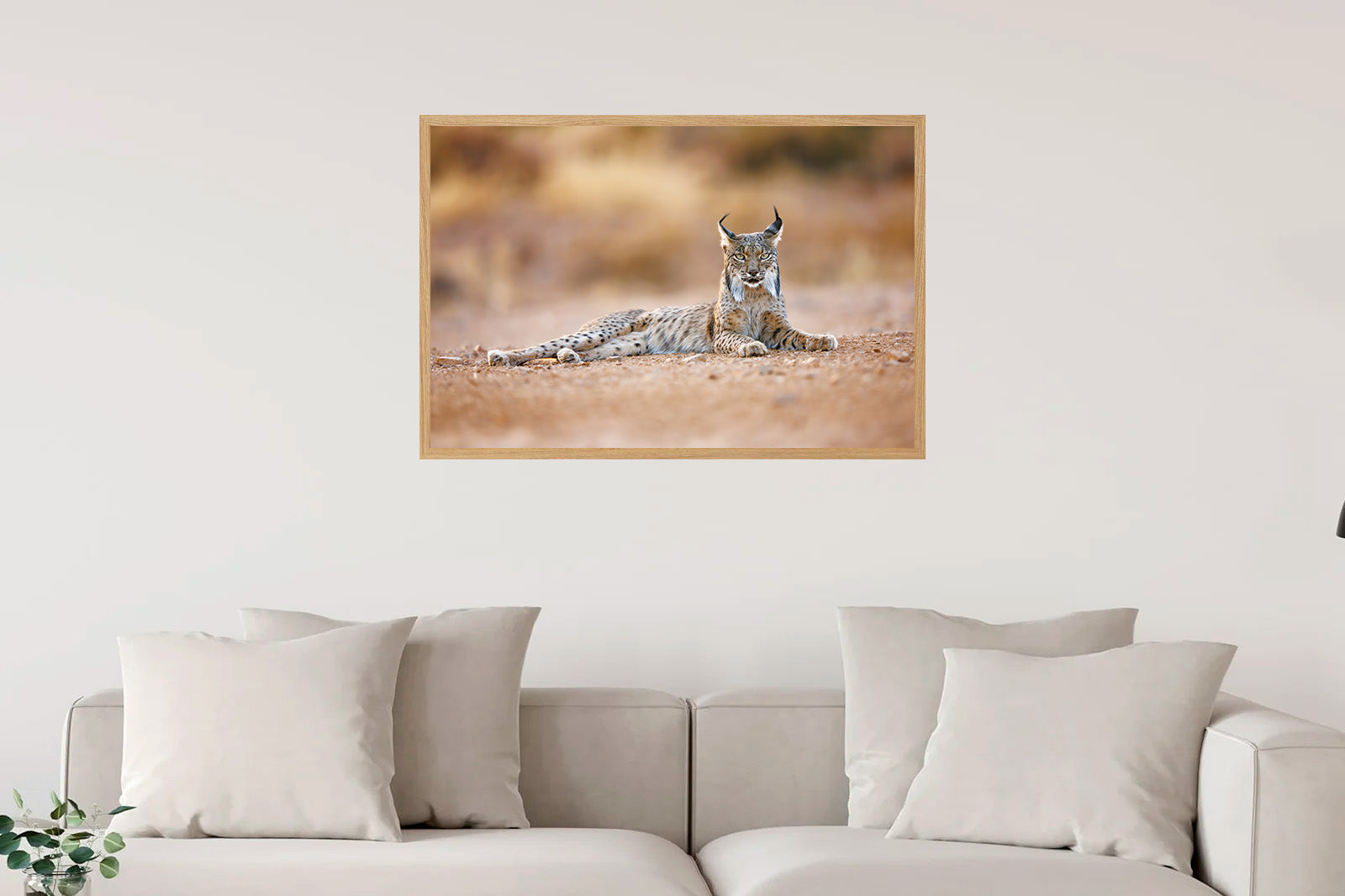 Lince ibérico tumbado con mirada frontal