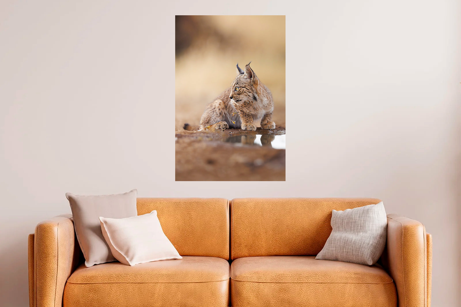 Cachorro de lince mirando a un lado