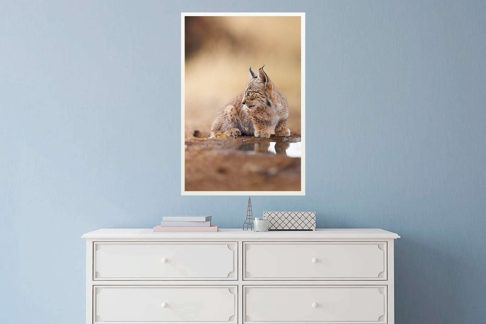 Cachorro de lince mirando a un lado