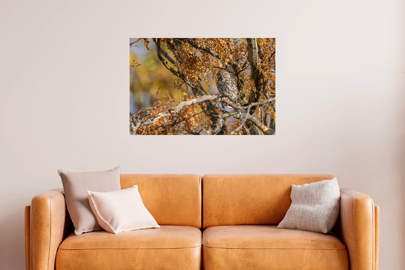 Mochuelo entre ramas otoñales