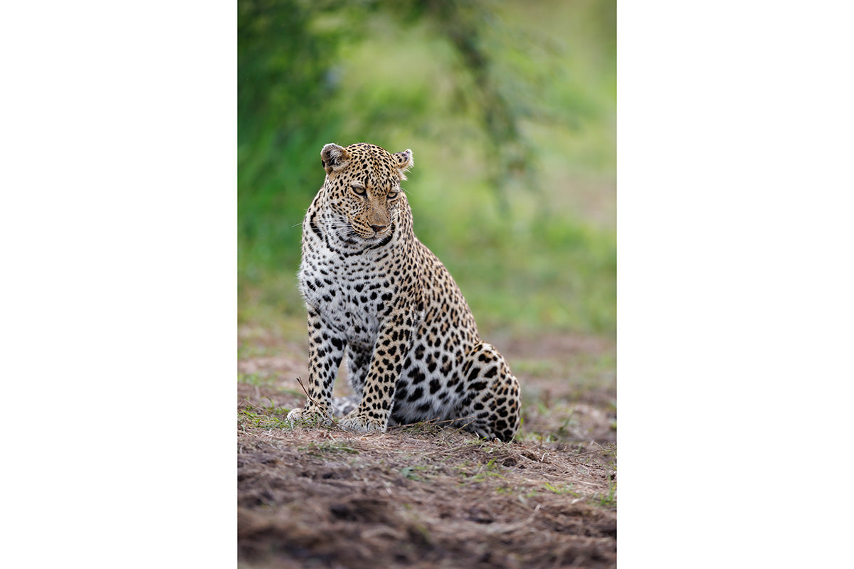 Leopardo en actitud relajada