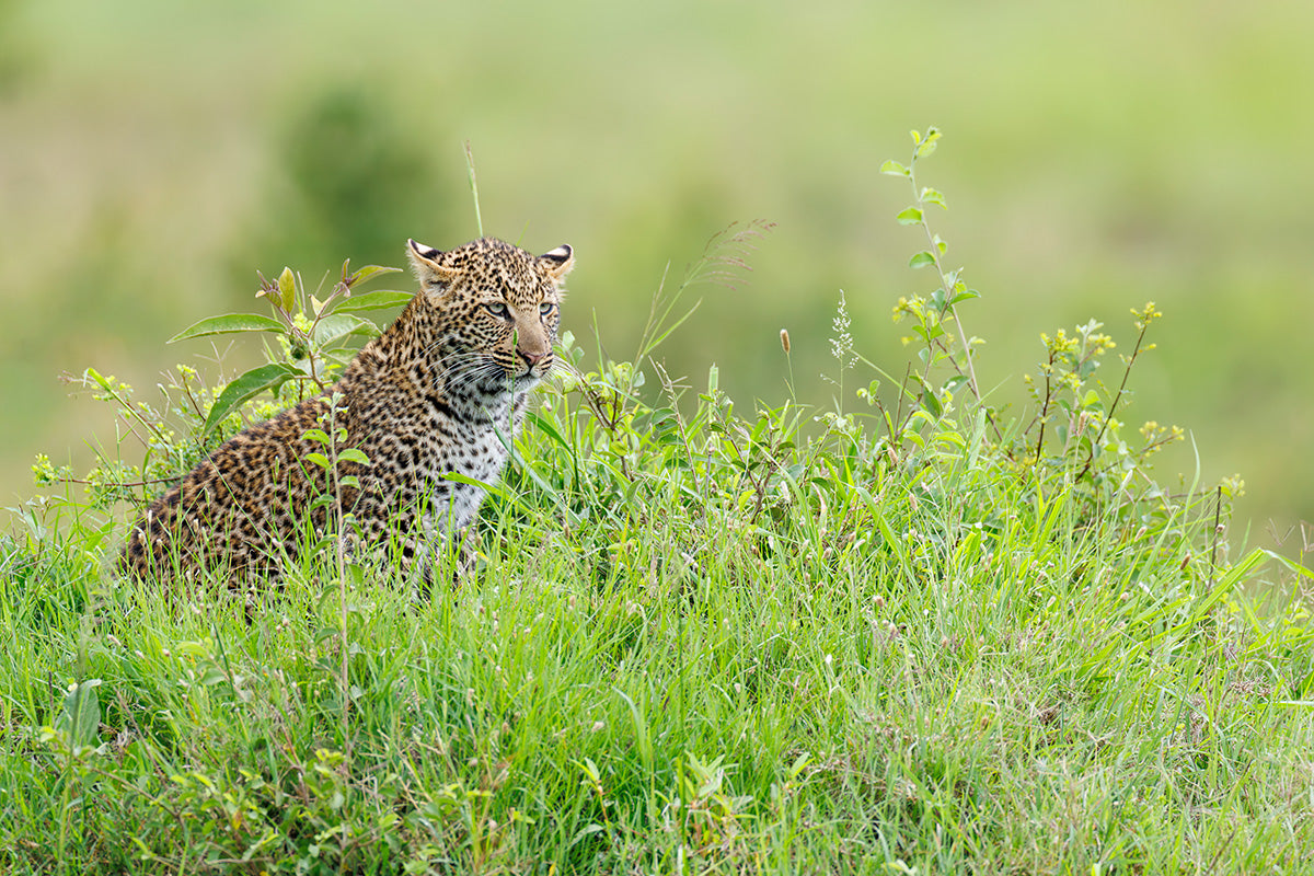 Joven leopardo observando entre la hierba