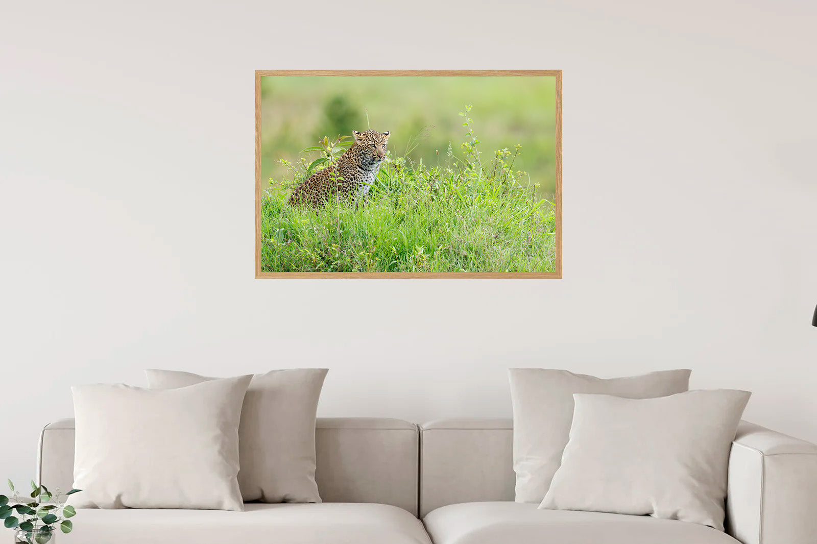 Joven leopardo observando entre la hierba