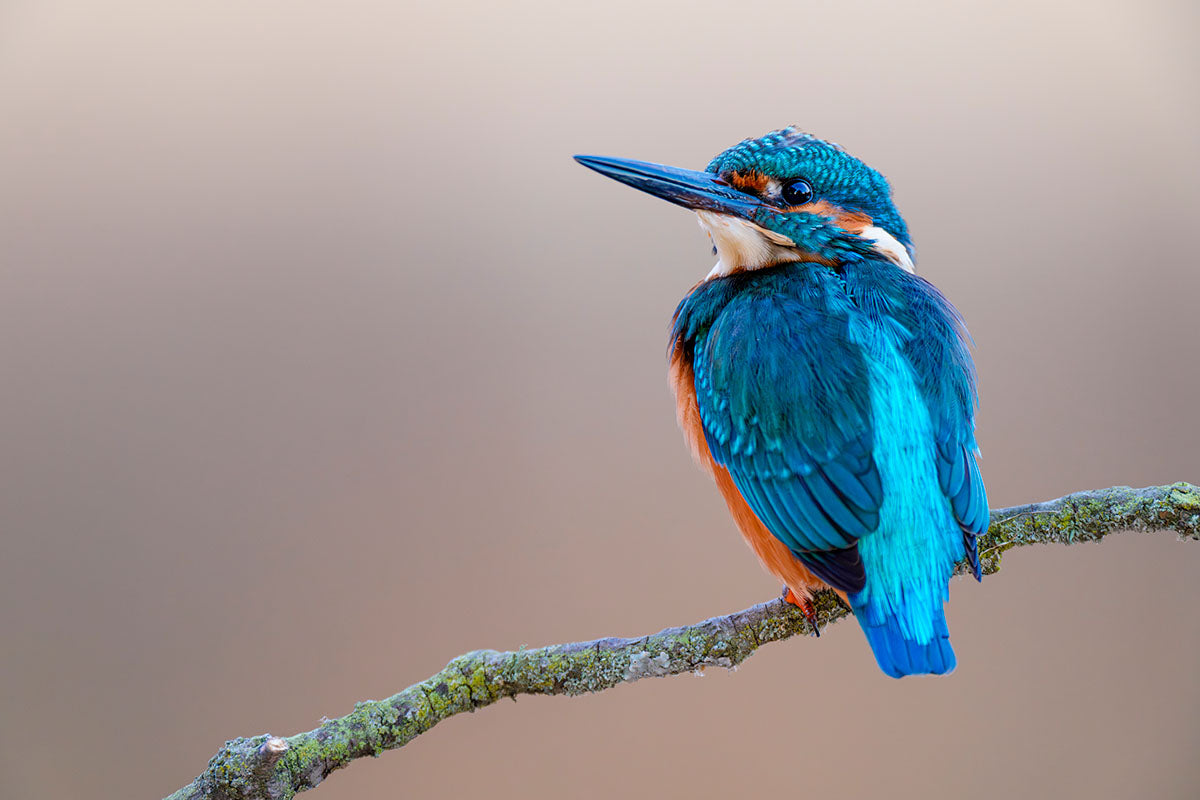 Martín pescador en fondo crema mirando a la izquierda