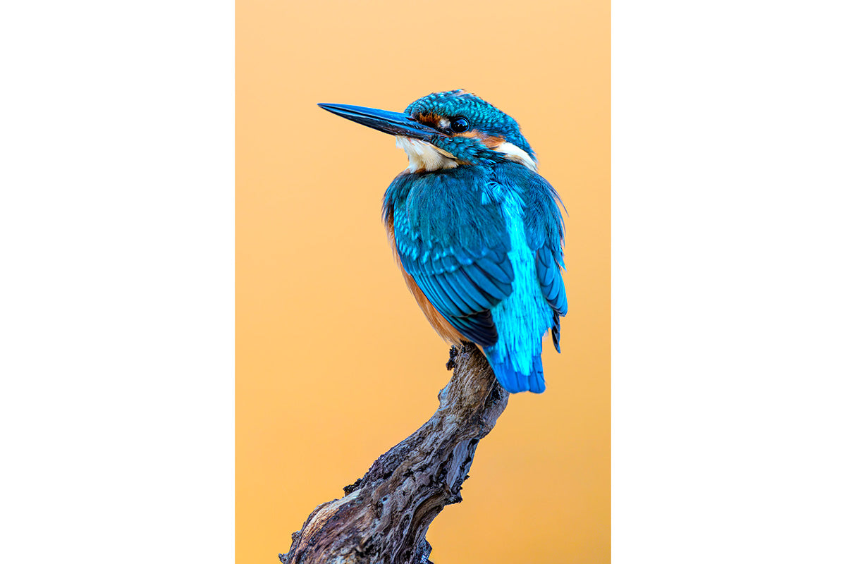 Martín pescador en posadero