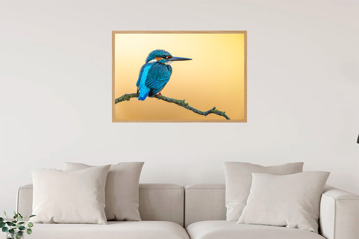 Martín pescador en fondo anaranjado